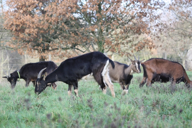 female dairy herd grazing