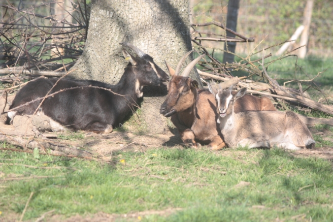 goats lying together